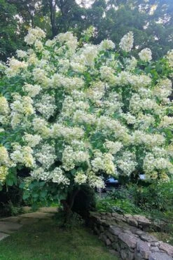 Tardiva Hydrangea - 3 Gallon Pot -Flowers World Shop Hydrangea Tardiva 16