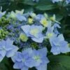 Tuff Stuff Ah-Ha Mountain Hydrangea - 3 Gallon Pot -Flowers World Shop Hydrangea Tuff Stuff 2