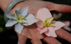 Tuff Stuff Ah-Ha Mountain Hydrangea - 3 Gallon Pot -Flowers World Shop Hydrangea Tuff Stuff 3