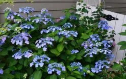 Twist-N-Shout Endless Summer Hydrangea - 1 Gallon Pot -Flowers World Shop Hydrangea Twist N Shout Blue Flowers 3