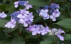 Twist-N-Shout Endless Summer Hydrangea - 3 Gallon Pot -Flowers World Shop Hydrangea Twist N Shout Lavender Flowers 2 1