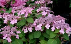Twist-N-Shout Endless Summer Hydrangea - 1 Gallon Pot -Flowers World Shop Hydrangea Twist N Shout Pink Flowers 2