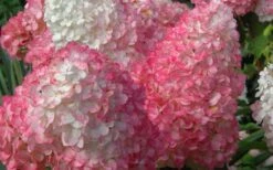 Vanilla Strawberry Hydrangea - 3 Gallon Pot -Flowers World Shop Hydrangea Vanilla Strawberry 2