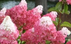 Vanilla Strawberry Hydrangea - 3 Gallon Pot -Flowers World Shop Hydrangea Vanilla Strawberry 3