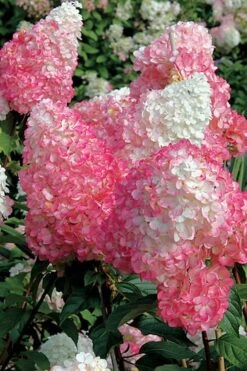 Vanilla Strawberry Hydrangea - 1 Gallon Pot -Flowers World Shop Hydrangea Vanilla Strawberry BS 1