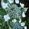 Mariesii Variegated Lacecap Hydrangea - 1 Gallon Pot 1 Mariesii Variegated Lacecap Hydrangea - 1 Gallon Pot -Flowers World Shop Hydrangea Variegated Mariesii 500x750 2