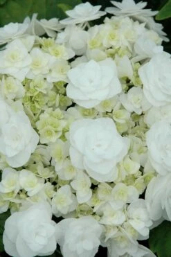 Double Delights Wedding Gown Lacecap Hydrangea - 3 Gallon Pot -Flowers World Shop Hydrangea Wedding Gown 2
