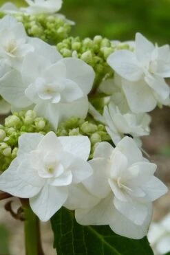 Double Delights Wedding Gown Lacecap Hydrangea - 3 Gallon Pot -Flowers World Shop Hydrangea Wedding Gown 23