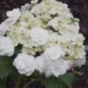 Double Delights Wedding Gown Lacecap Hydrangea - 3 Gallon Pot -Flowers World Shop Hydrangea Wedding Gown 8