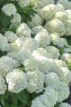 White Wedding Hydrangea - 3 Gallon Pot -Flowers World Shop Hydrangea White Wedding 5 x750 1