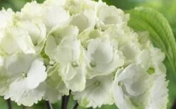 Zebra Hydrangea - 3 Gallon Pot 14 Zebra Hydrangea - 3 Gallon Pot -Flowers World Shop Hydrangea Zebra 3 1
