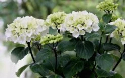 Zebra Hydrangea - 1 Gallon Pot 15 Zebra Hydrangea - 1 Gallon Pot -Flowers World Shop Hydrangea Zebra Flowers