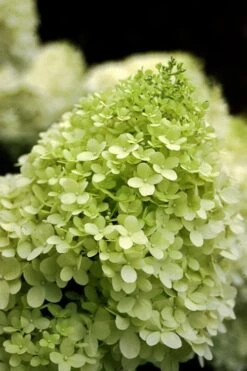 Limelight PeeGee Hydrangea - Single Trunk Topiary Tree - 5 Gallon Pot -Flowers World Shop Hydrangea limelightf BS 3