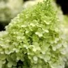 Limelight PeeGee Hydrangea - 6 Pack Of 1 Gallon Pots -Flowers World Shop Hydrangea limelightf BS 4