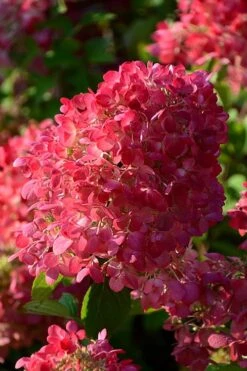 Diamond Rouge Hydrangea - 3 Gallon Pot -Flowers World Shop Hydrangia Diamond Rouge 5