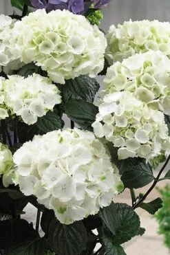 Zebra Hydrangea - 3 Gallon Pot 12 Zebra Hydrangea - 3 Gallon Pot -Flowers World Shop Hydrangrea Zebra 12 1