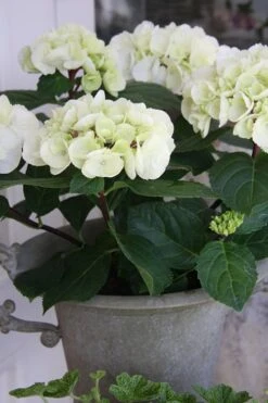 Zebra Hydrangea - 3 Gallon Pot 13 Zebra Hydrangea - 3 Gallon Pot -Flowers World Shop Hydrangrea Zebra 14 1
