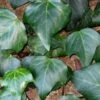 Algerian Ivy - Hedera Helix - 5 Pack Of Pint Pots -Flowers World Shop Ivy Algerian 500x750 2