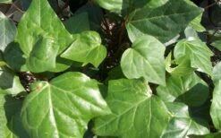 Algerian Ivy - Hedera Helix - 5 Pack Of Pint Pots -Flowers World Shop Ivy Algerian Closeup 1