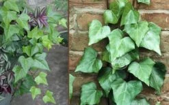 Algerian Ivy - Hedera Helix - 6 Pack Of Pint Pots 9 Algerian Ivy - Hedera Helix - 6 Pack Of Pint Pots -Flowers World Shop Ivy Algerian Combo