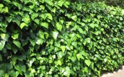 Algerian Ivy - Hedera Helix - 6 Pack Of Pint Pots 11 Algerian Ivy - Hedera Helix - 6 Pack Of Pint Pots -Flowers World Shop Ivy Algerian Landscape