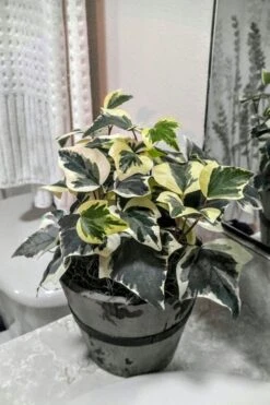 Variegated Algerian Ivy (Hedera Algeriensis 'Gloire De Marengo') - 6 Pack Of Pint Pots -Flowers World Shop Ivy Variegated Algerian 5