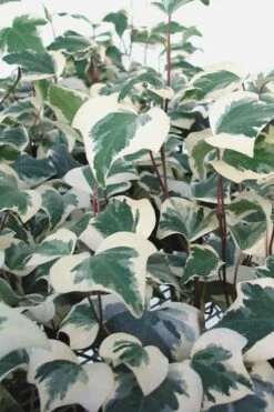 Variegated Algerian Ivy (Hedera Algeriensis 'Gloire De Marengo') - 6 Pack Of Pint Pots -Flowers World Shop Ivy Variegated Algerian 500x750 1