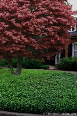 Asian Jasmine - Asiatic Jasmine - 18 Count Flat Of Pint Pots 16 Asian Jasmine - Asiatic Jasmine - 18 Count Flat Of Pint Pots -Flowers World Shop Jasmine Asian 21