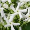 Confederate Jasmine Vine (Trachelospermum Jasminoides) - 1 Gallon Pot 2 Confederate Jasmine Vine (Trachelospermum Jasminoides) - 1 Gallon Pot -Flowers World Shop Jasmine Confederate 500x750 1
