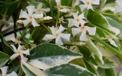 Variegated Confederate Jasmine - Trachelospermum Jasminoides - 3 Gallon Pot -Flowers World Shop Jasmine Confederate Variegated Flowers