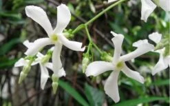 Confederate Jasmine Vine (Trachelospermum Jasminoides) - 1 Gallon Pot -Flowers World Shop Jasmine Confederate Vine