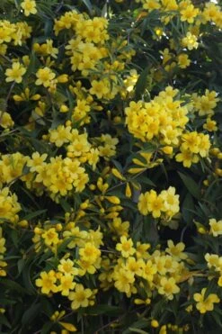 Duet Yellow Jasmine (Jessamine) - 2 Gallon Pot 13 Duet Yellow Jasmine (Jessamine) - 2 Gallon Pot -Flowers World Shop Jasmine Duet 5