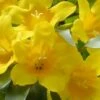 Duet Yellow Jasmine (Jessamine) - 2 Gallon Pot -Flowers World Shop Jasmine Duet 7