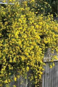 Duet Yellow Jasmine (Jessamine) - 2 Gallon Pot 11 Duet Yellow Jasmine (Jessamine) - 2 Gallon Pot -Flowers World Shop Jasmine Duet 8