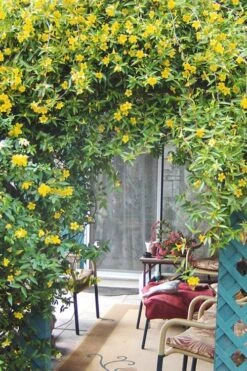 Duet Yellow Jasmine (Jessamine) - 2 Gallon Pot 12 Duet Yellow Jasmine (Jessamine) - 2 Gallon Pot -Flowers World Shop Jasmine Duet 9
