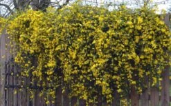 Duet Yellow Jasmine (Jessamine) - 2 Gallon Pot 14 Duet Yellow Jasmine (Jessamine) - 2 Gallon Pot -Flowers World Shop Jasmine Duet On Fence
