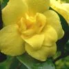 Pride Of Augusta Double Flowering Carolina Jasmine - 3 Gallon Pot -Flowers World Shop Jasmine Pride Of Augusta 1