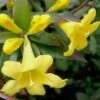 Swamp Carolina Jasmine (Jessamine) - Gelsemium Rankinii - 2 Gallon Pot -Flowers World Shop Jasmine Rankinii Swamp Jessamine 10