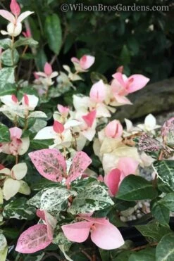 Snow N Summer Asiatic Jasmine - 1 Gallon Pot 11 Snow N Summer Asiatic Jasmine - 1 Gallon Pot -Flowers World Shop Jasmine Snow n Summer 20