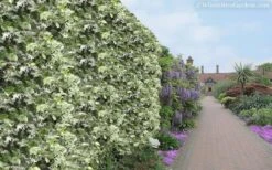 Variegated Confederate Jasmine - Trachelospermum Jasminoides - 3 Gallon Pot -Flowers World Shop Jasmine Variegated Confederate 11