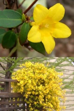Swamp Carolina Jasmine (Jessamine) - Gelsemium Rankinii - 2 Gallon Pot -Flowers World Shop Jasmine rankinii Swamp Jessamine 1