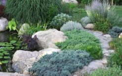 Blue Star Juniper - 3 Gallon Pot -Flowers World Shop Juniper Blue Star 14