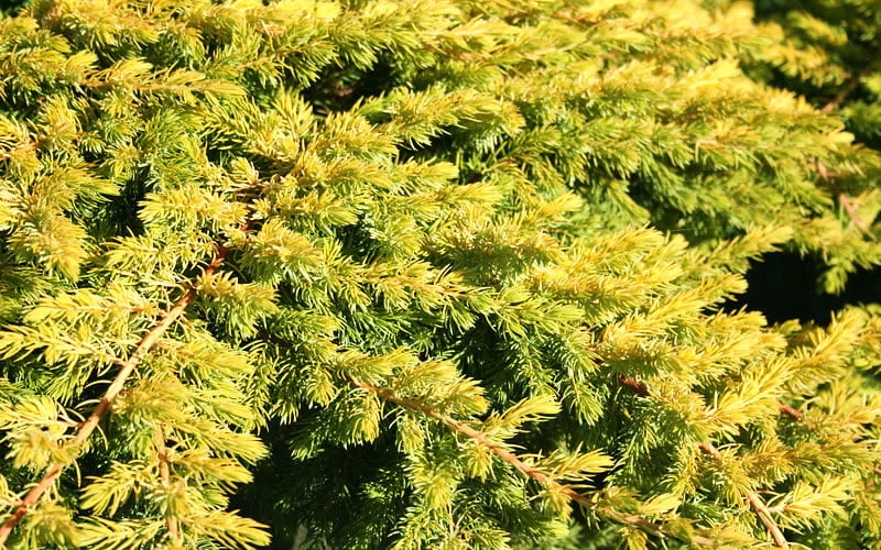 All Gold Golden Pacific Juniper - 2 Gallon Pot 8 All Gold Golden Pacific Juniper - 2 Gallon Pot - Image 6