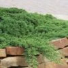 Green Mound Juniper - 1 Gallon Pot -Flowers World Shop Juniper Green Mound 10
