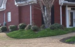 Green Mound Juniper - 1 Gallon Pot -Flowers World Shop Juniper Green Mound