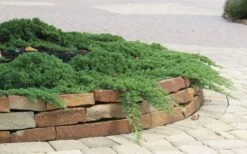 Green Mound Juniper - 1 Gallon Pot -Flowers World Shop Juniper Green Mound 4