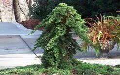 Staked Green Mound Japanese Garden Juniper - 5 Gallon Pot -Flowers World Shop Juniper Green Mound Staked