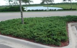 Parsons Juniper - Juniperus Davurica 'Parsonii' - 6 Pack Of 1 Gallon Pots -Flowers World Shop Juniper Parsons 5