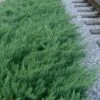 Parsons Juniper - Juniperus Davurica 'Parsonii' - 6 Pack Of 1 Gallon Pots -Flowers World Shop Juniper Parsons Rev 500x750 1