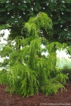 Weeping Virginia Juniper - Juniperus Virginiana 'Pendula' - 1 Gallon Pot -Flowers World Shop Juniper Virginia Weeping